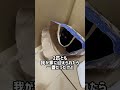 職場倉庫で保護した猫『あずき』番外編:兄弟も保護できました #猫 #ねこ #保護猫