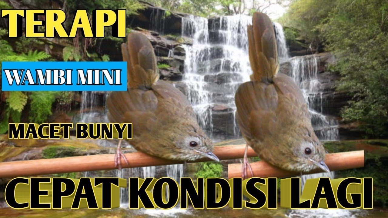 suara terapi wambi mini macet bunyi paling ampuh