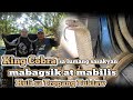 King cobra sa lumang sasakyan mabagsik at mabilis huli sa tropang tuklaw