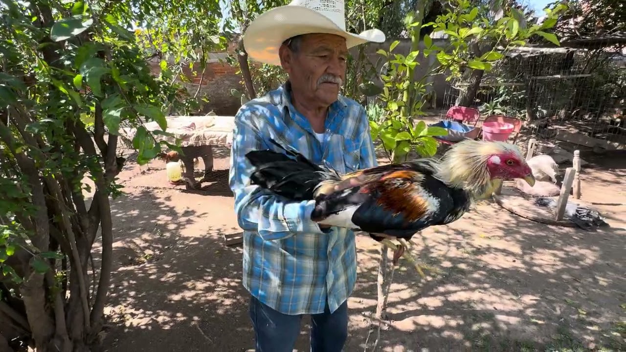 Gallos de pelea de Aguascalientes EL SERCO