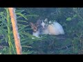 【山の下の野良猫】車に轢かれそうになった親子猫を3日かけて緊急保護