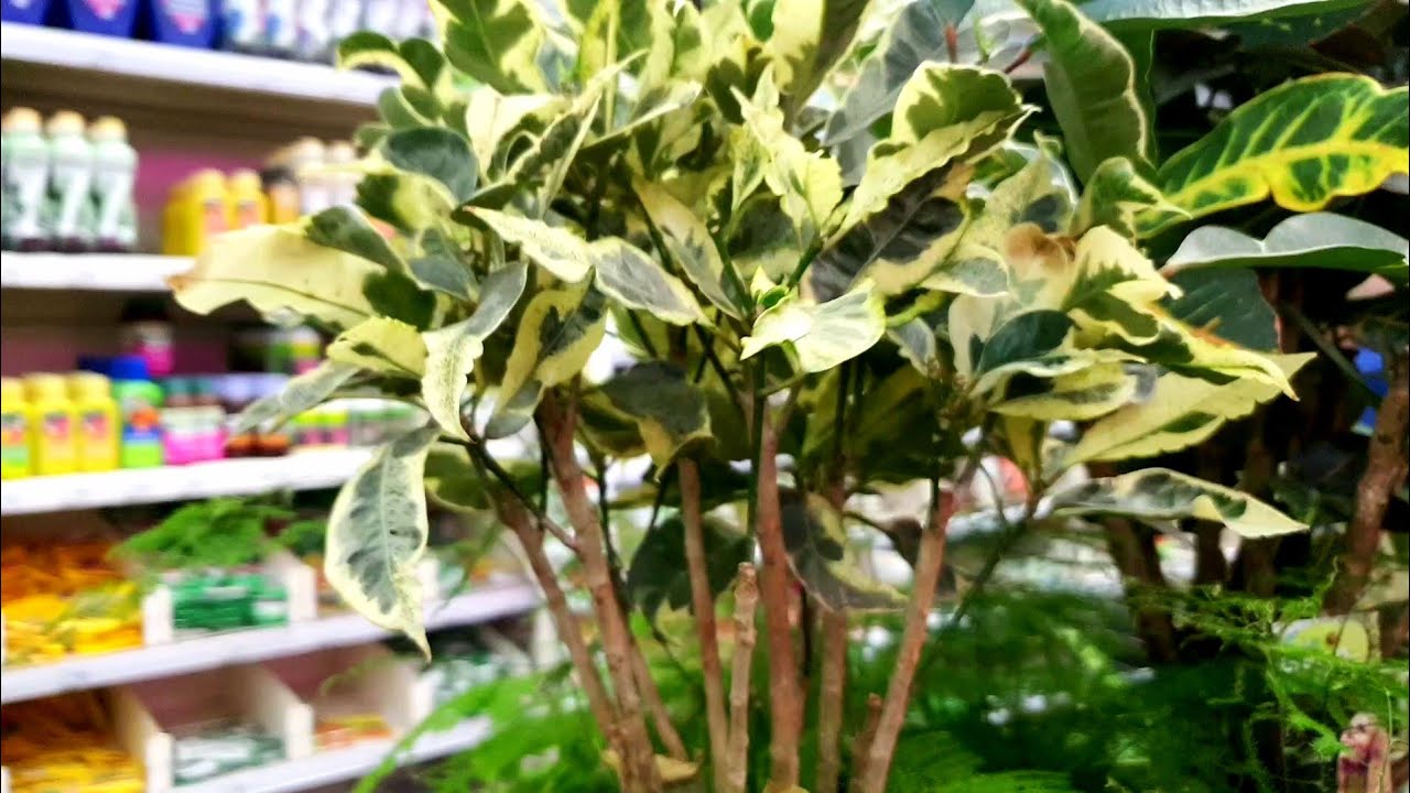 🌿ЛЕРУА МЕРЛЕН🌸Что Новенького Появилось?🪴⚘🌱 - YouTube