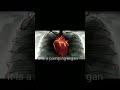 Human Heart