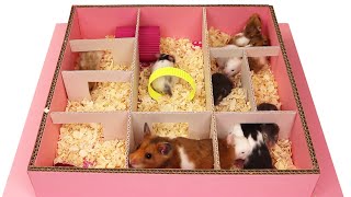 Hamster Babies playing in Maze [Cute hamster babies] by Hamster Adventures 145,661 views 2 years ago 2 minutes, 15 seconds