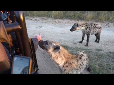 Close Hyena Encounter