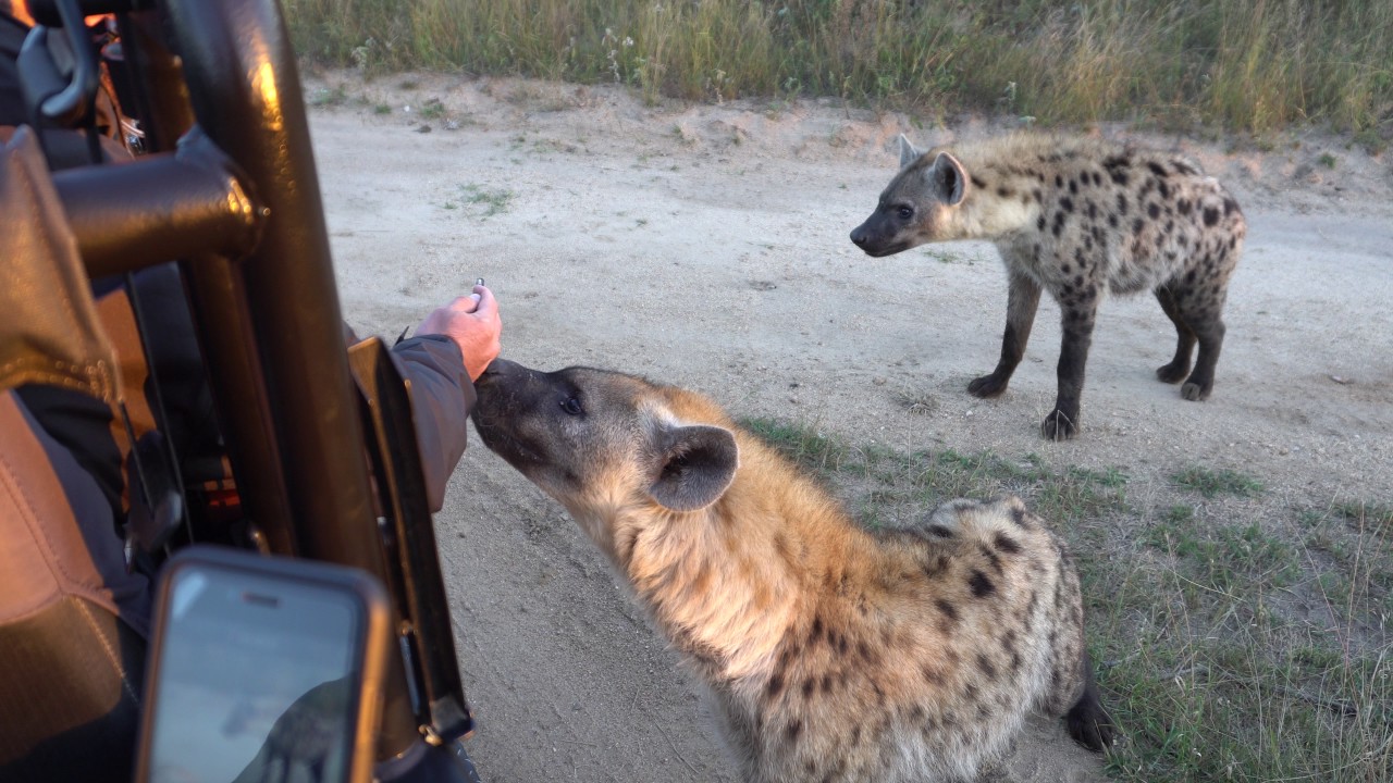 Full Video of Hyena Clan Rescuing Friend from Epic Lion Attack