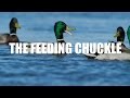 Mallard Calling — Feeding Chuckle