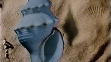 C/FP Distribution / Emshell Producers (1995)