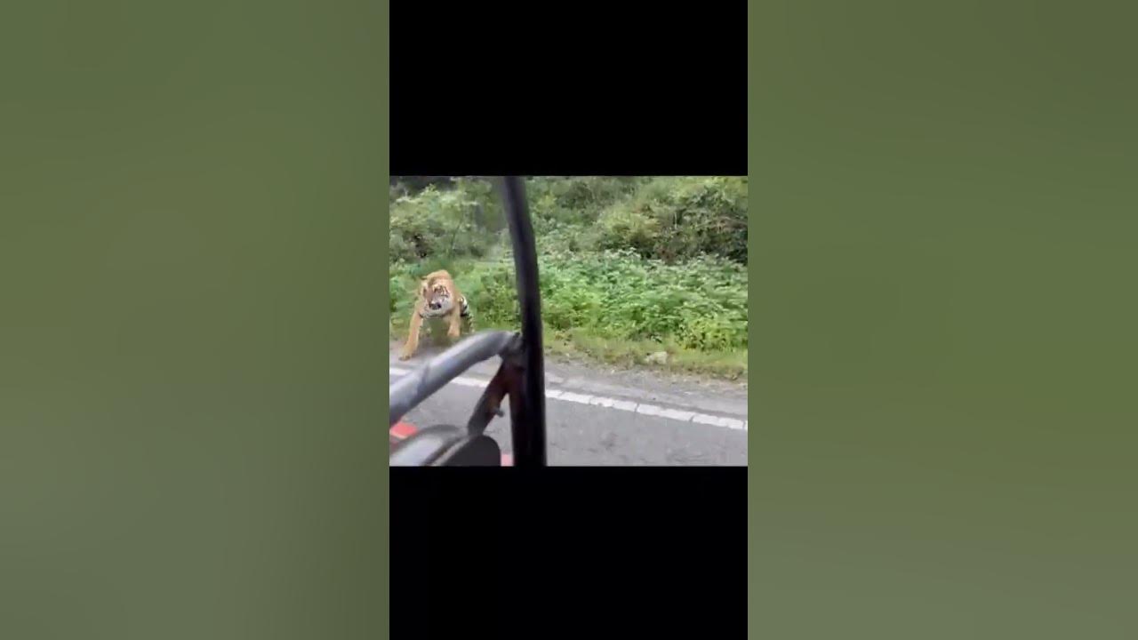 tiger-chasing-in-sitabani-zone-corbett-youtube