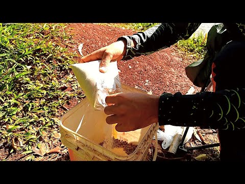 Vídeo: Como é regulamentada a comida comercial para cães?