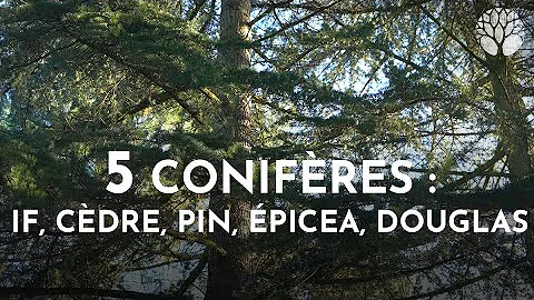 5 conifres : if, cdre, pin, pica, douglas