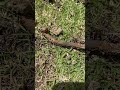 エアレーション 芝生観察5月6日 #芝生の手入れ
