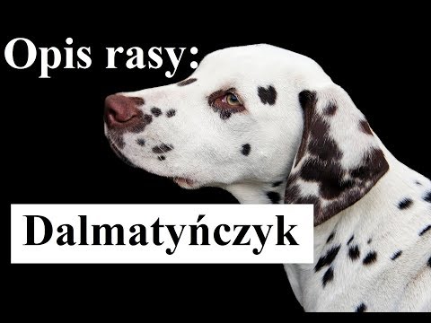 Wideo: Dlaczego Dalmatyńczyki Są Psami Strażackimi? - Rasy Psów Strażackich