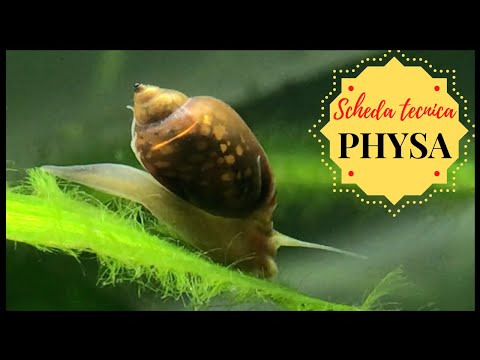 Video: Quando si riproducono le lumache ramshorn?