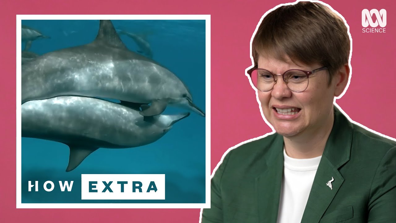 The Dark Side Of Dolphins' Sex Lives | REACTION