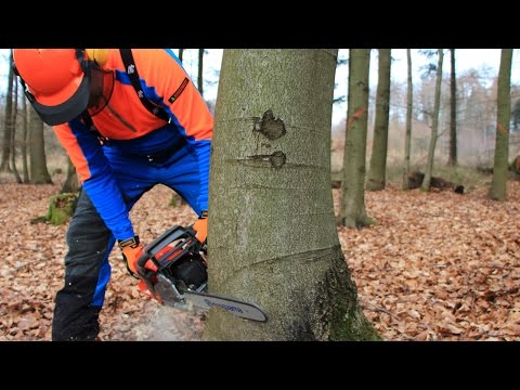 Baum fällen - sicher und richtig, Teil 1: Grundlagen