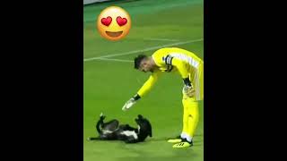 Animales en campos de fútbol 🐶⚽ #animales #futbol #gracioso #naturaleza #campodefutbol #animal #gato