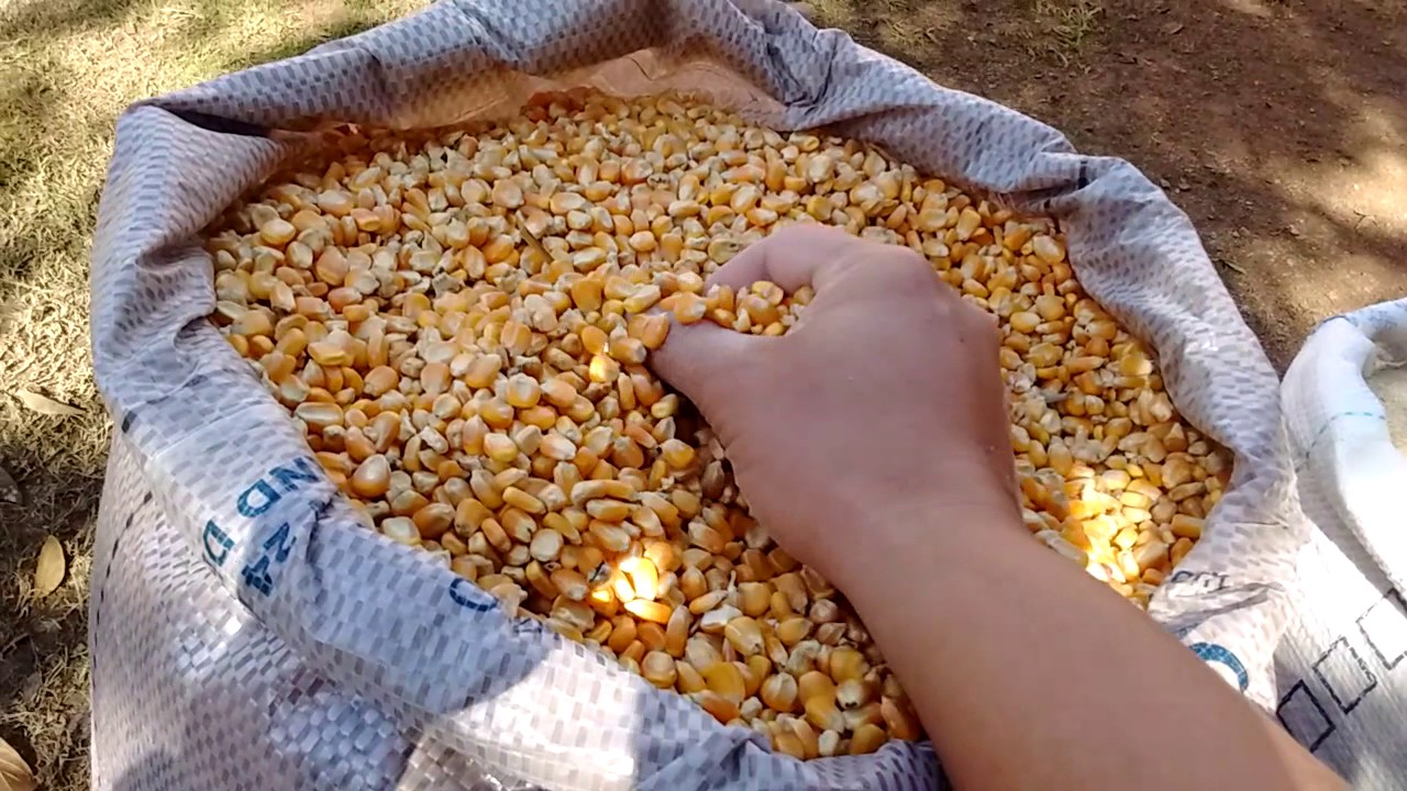 Ração de Postura 04