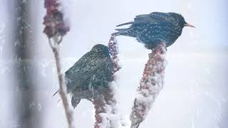 Relaxing Beautiful Music, Peaceful Instrumental Music in video in 4k,  Winter's Calm  by Tim Janis