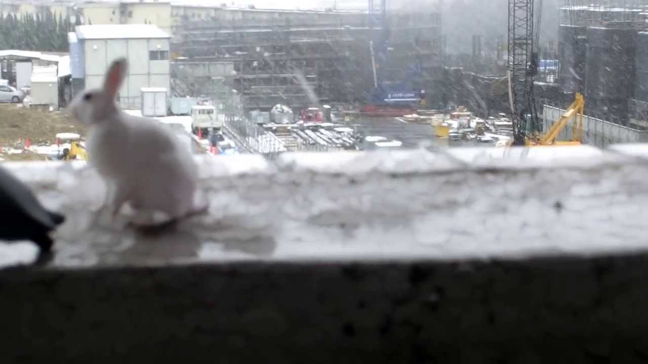 雪を喜ぶペンギン ウサギ Youtube