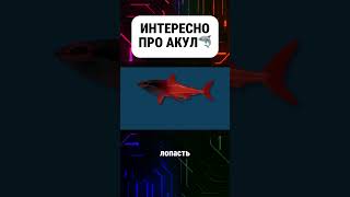 Интересные факты про акул #акулы #акула #интересныефакты #этоинтересно #история #факты