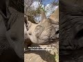 Meet Baraka, a Blind Black Rhinoceros | Kenya Series Episode 24