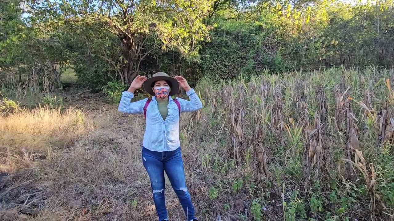 Día de Tapisca En La Milpa Juntos Nos Apoyamos Siempre