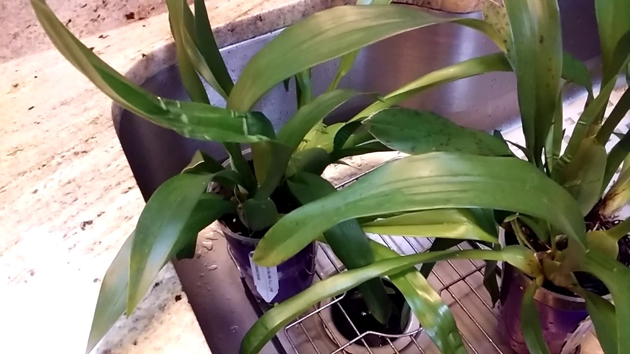 Oncidium Twinkle Red full bloom