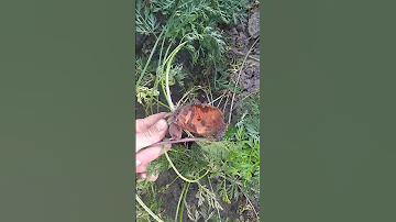 Как спасти морковь в огороде? Кто ест морковку