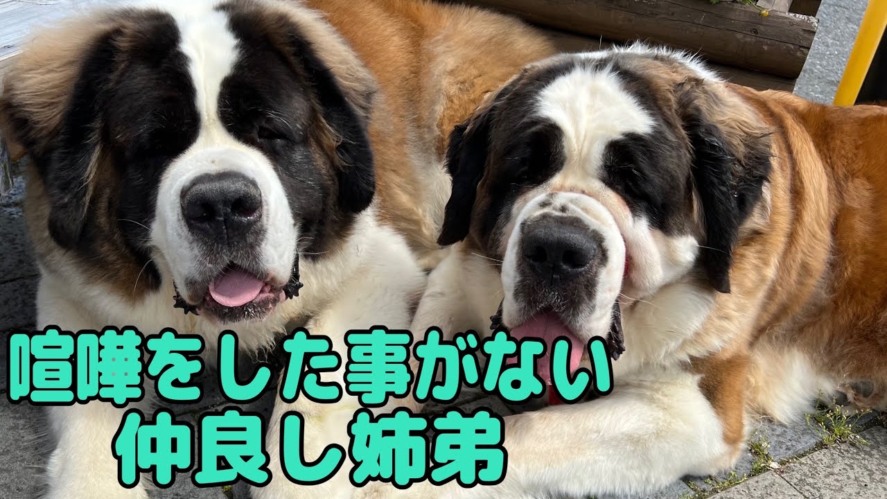 Saint Bernard] A gentle Saint Bernard that doesn't fight even when