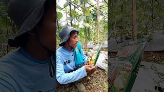 pakai ini agar tanaman tidak rontok