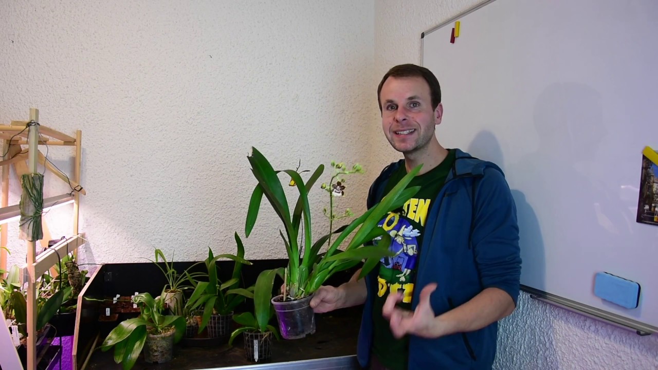 Welche Orchideen blühen im November? Rundgang durch die Sammlung
