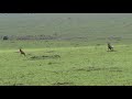 Topi Antelope in Maasai Mara Game Reserve