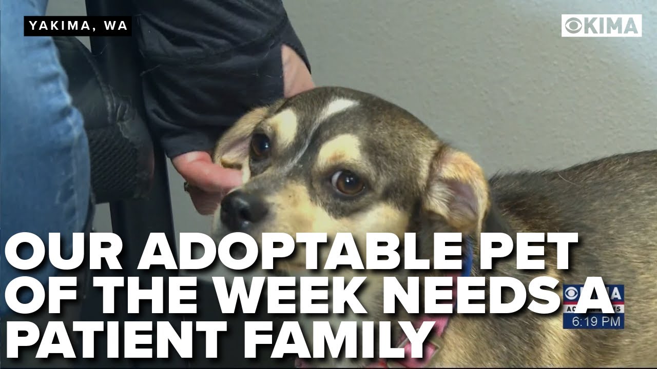 Our Adoptable Pet of the Week Needs a Patient Family - YouTube