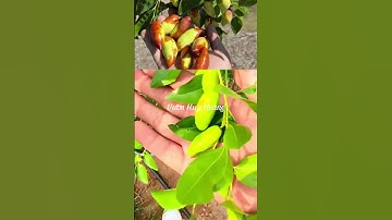 Táo tàu tiger tooth ☎️092.692.2886 #taotau #taotautigertooth #vuonhuyhoang