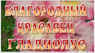 Благородный красавиц гладиолус.  Цветут гладиолусы.  Футажи для видеомонтажа.  Цветочные видеофоны