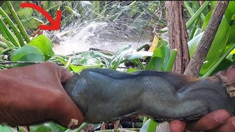 CÂU CÁ RÔ ĐỒNG, con kênh cùng này câu toàn hàng khủng |great fishing HQBL #119