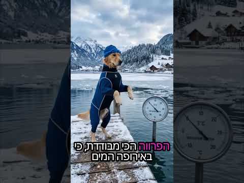 למה זברה- סטנדאפ על האבולוציה | דודו ארז | קלידן: עידו זייד | כתב: יגאל שפירא | מפיקה: עינת בסר