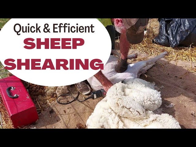 Electric Shearing Sheep Clipper Review Demo of the Sheep Shears Pro 500  Watt 6 Speed Handpiece 