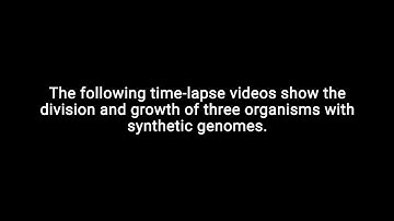 Genes Necessary for Cell Division in Modern Bacterial Cells Identified