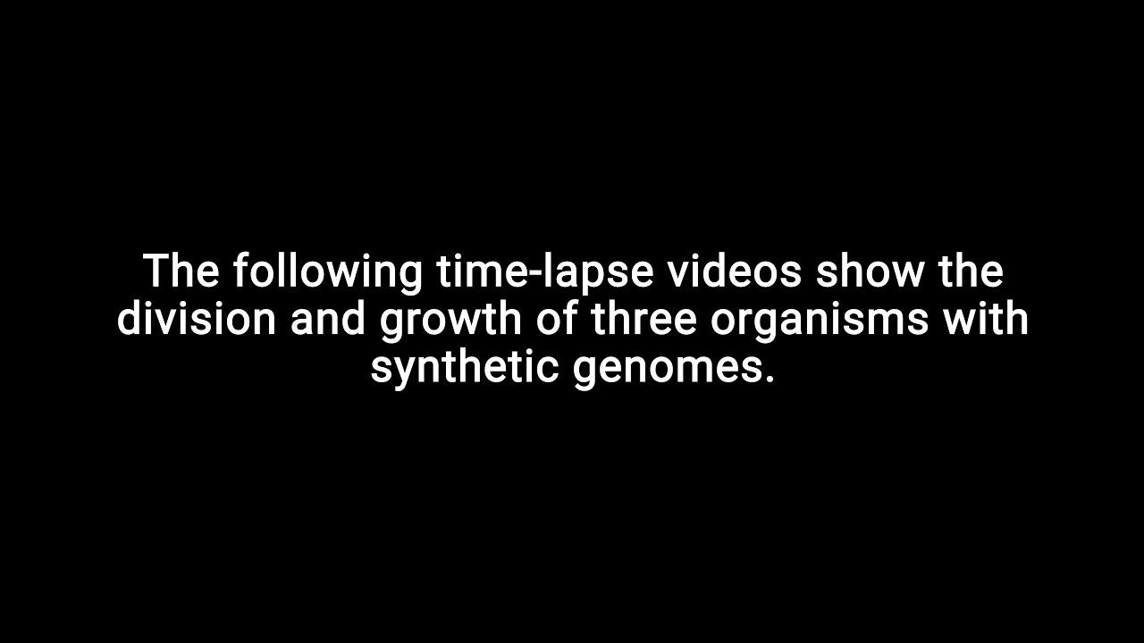 Genes necessary for cell division in modern bacterial cells