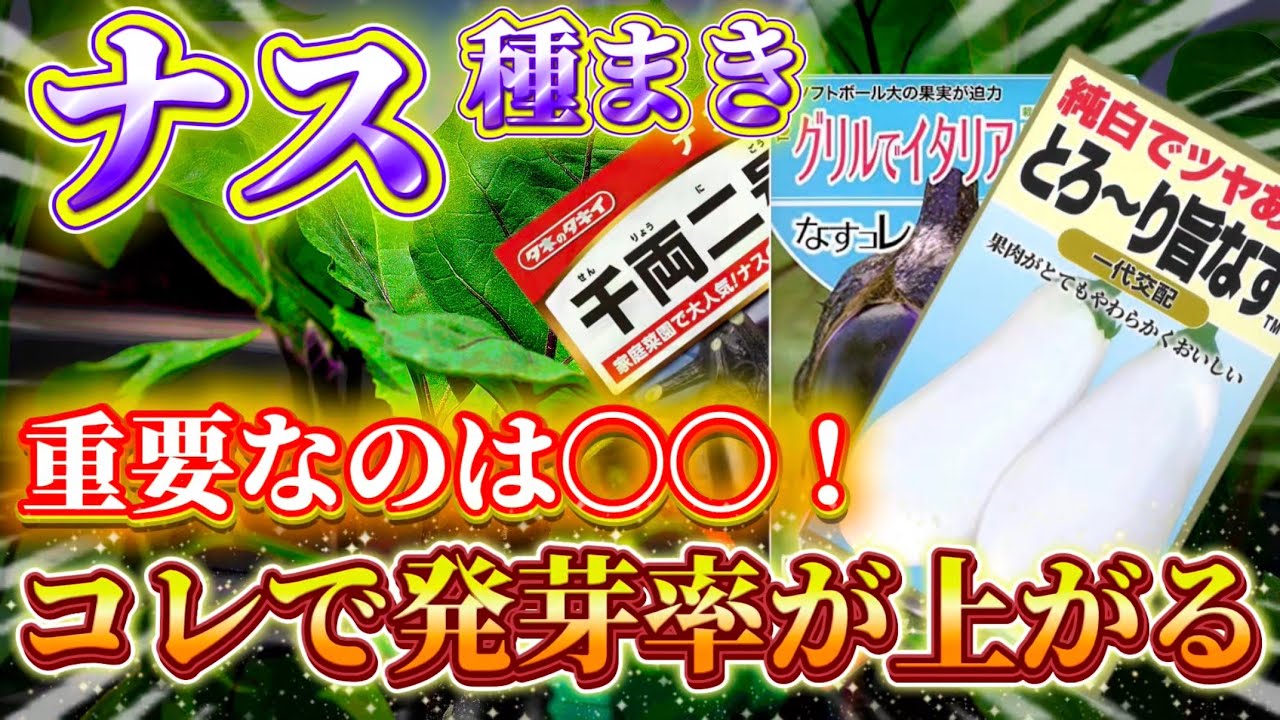 【ナス】種まきの成功率は〇〇が鍵！コレをすると発芽率が急上昇します！