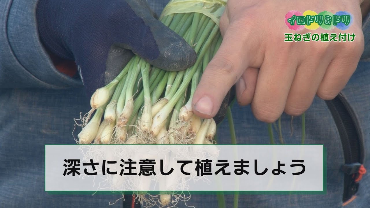 イロドリミドリ 玉ねぎの植え付け 東近江スマイルネット Youtube イロドリミドリ 玉ねぎの植え付け 東近江スマイルネット Youtube