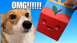 CORGI PUPPY DEVOURS NEW MCDONALDS HAPPY MEAL!!!