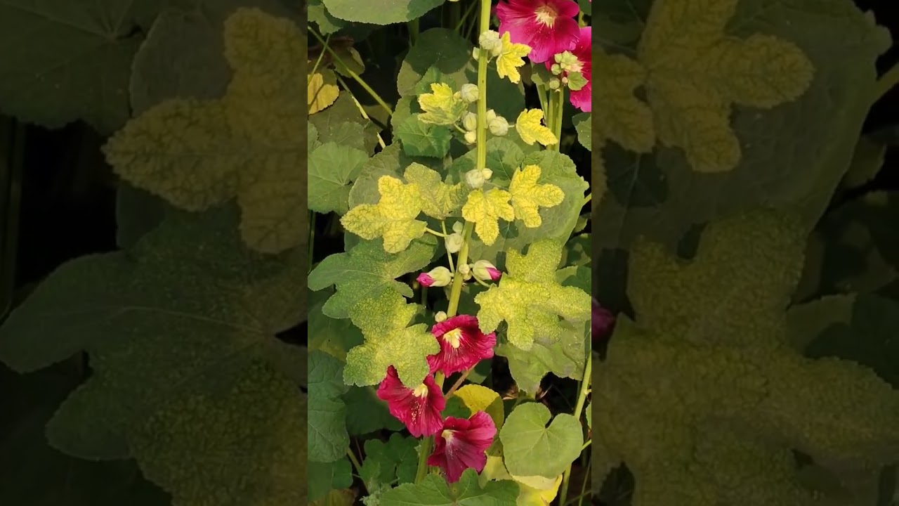 Jane Kaha Gye Wo Din Jo kahte The Teri Yaad me Song