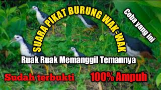 Suara Burung Wak Wak Terbaik (TRUOK) Cocok untuk pikat Burung Ruak Ruak