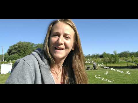 Mon chien de doit pas faire ça ! (vidéo)