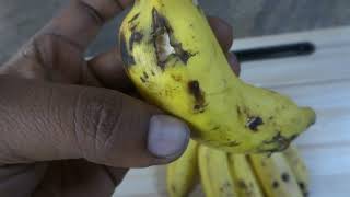 How to find rat bites in Banana | How to Protect banana from rats.