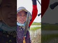 ប្រឡង់ចាស់តែត្រីនៅច្រើន #fishing #fishingvideo #carpfishing #fishingtrip #fish #nature #carpfishing