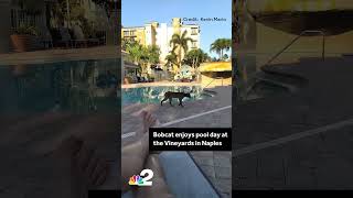 A bobcat was caught on cam enjoying some time at the pool at the Vineyards in Naples, Florida.